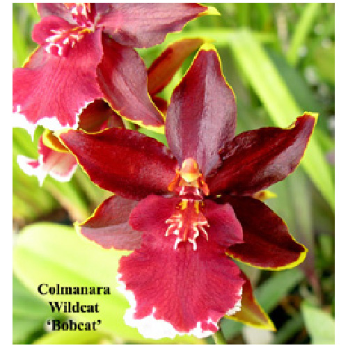 PARADIS DES ORCHIDEE Odontoglossum Orchid 6 in. Pot 1 Stem Assorted colours 560 RONA