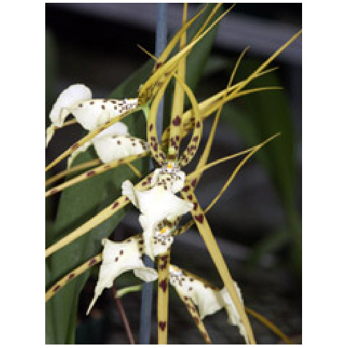 brassière la vie en rose