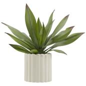 Agave Bouclair 33 cm en pot à bord festonné