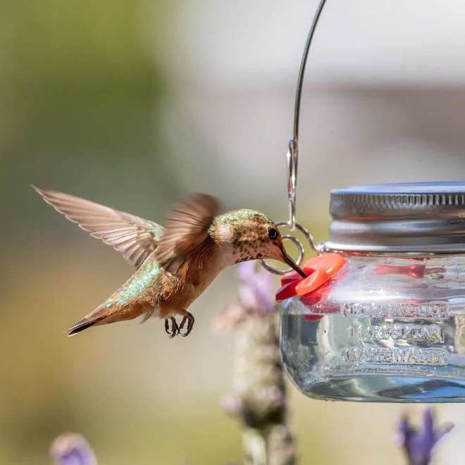 Nature's Way Hummingbird Feeder in Mason Jar with Red Flowers - 4.5 x 2.5-in