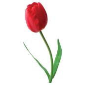 Bulbes de tulipe Total Green Holland(MD), couleurs variées