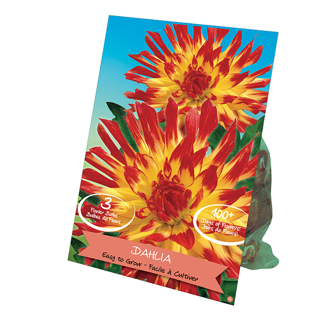 TotalGreen Dahlia Bulbs Pack of 3 777384001 RONA