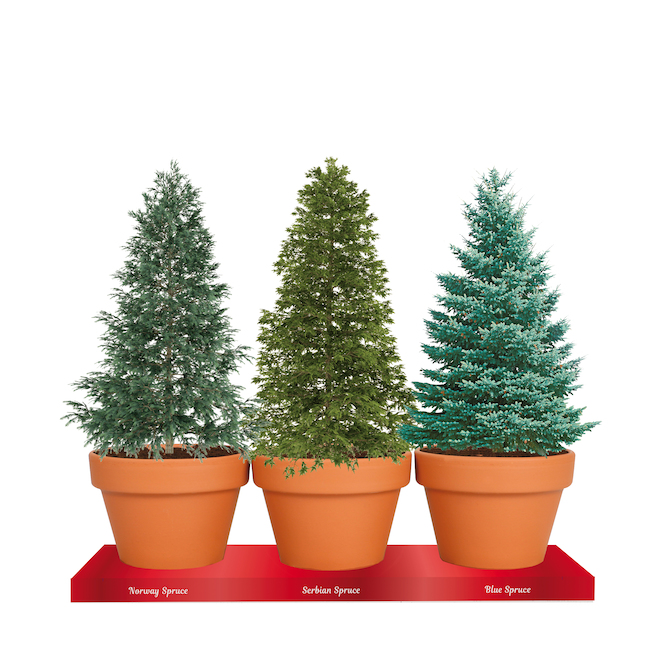 TotalGreen Christmas Tree Grow Kit, 3 Spruces Varieties TRI832UNIT RONA