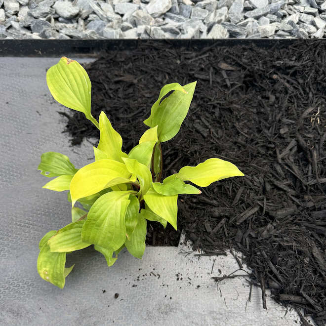 RONA Premium Landscape Fabric in Polypropylen 40-in x 50-ft