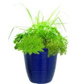 Freeman Herbs Planter of Assorted Anti-Bug Plants - 12-in Decorative Pot