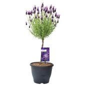 Anouk Lavender on Stem - 10"