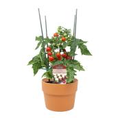 Freeman Herbs 6-in Kitchen Mini Tomato plant in a clay pot