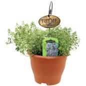 Freeman Herbs Lemon Thyme Planter with Metal Tag - 6-in Pot