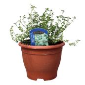 Freeman Herbs Silver Thyme Planter with Metal Tag - 6-in Pot