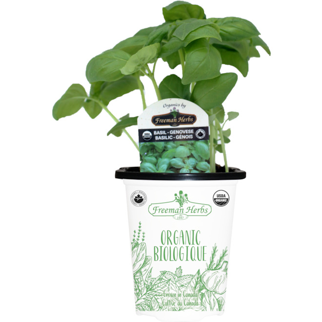 Plant de basilic biologique Freeman Herbs, pot de 4 po