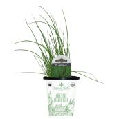 Freeman Herbs Organic Chive Plant - 4-in Pot