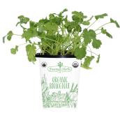 Freeman Herbs Organic Cilantro Plant - 4-in Pot