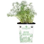 Freeman Herbs Organic Dill Plant - 4-in Pot