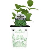 Freeman Herbs Organic Mint Plant - 4-in Pot