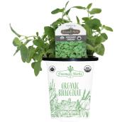 Freeman Herbs Organic Oregano Plant - 4-in Pot