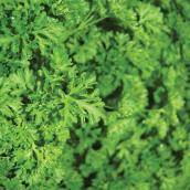 Freeman Herbs Organic Curled Parsley - 4-in