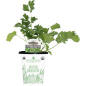 Freeman Herbs Organic Italian Parsley Plant - 4-in Pot