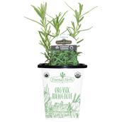 Freeman Herbs Organic Rosemary Plant - 4-in Pot