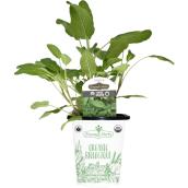 Freeman Herbs Organic Sage Plant - 4-in Pot