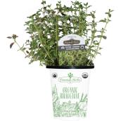 Freeman Herbs Organic Thyme Plant - 4-in Pot