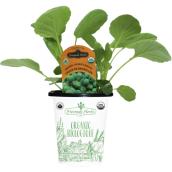 Freeman Herbs Organic Brussell Sprouts Plant - 4-in Pot