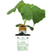 Freeman Herbs Organic Picolino Cucumber Plant - 4-in Pot