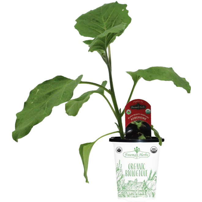 Freeman Herbs Organic Eggplant Plant - 4-in Pot