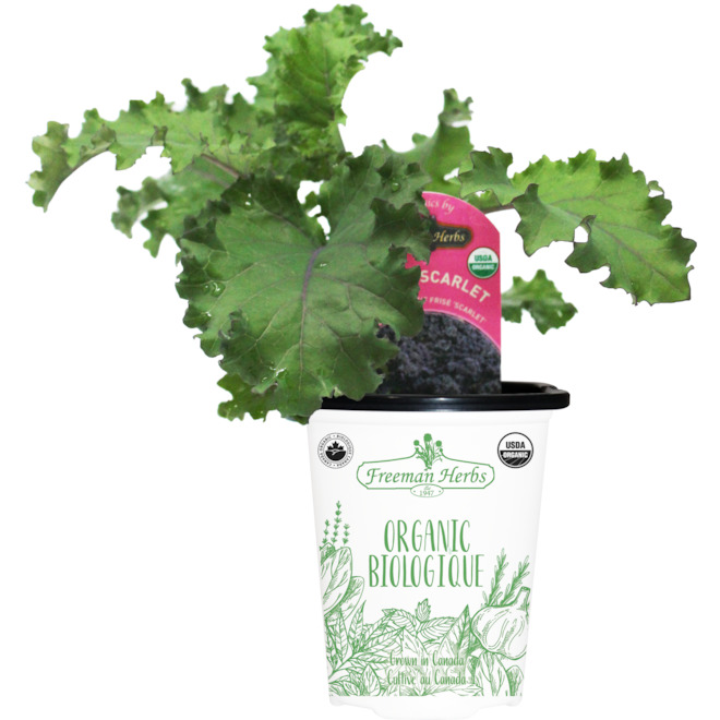 Freeman Herbs Organic Red Kale Plant - 4-in Pot