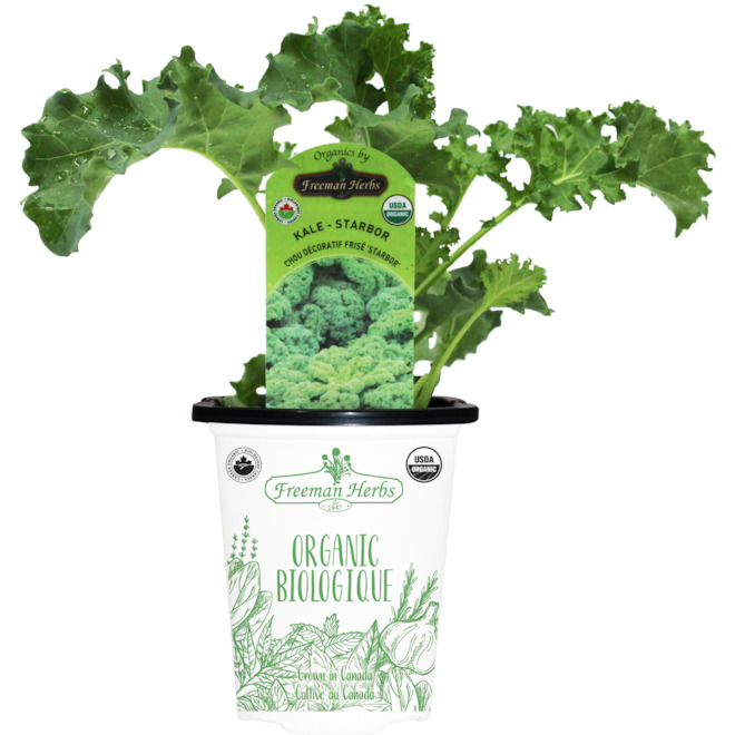 Freeman Herbs Organic Green Kale Plant - 4-in Pot