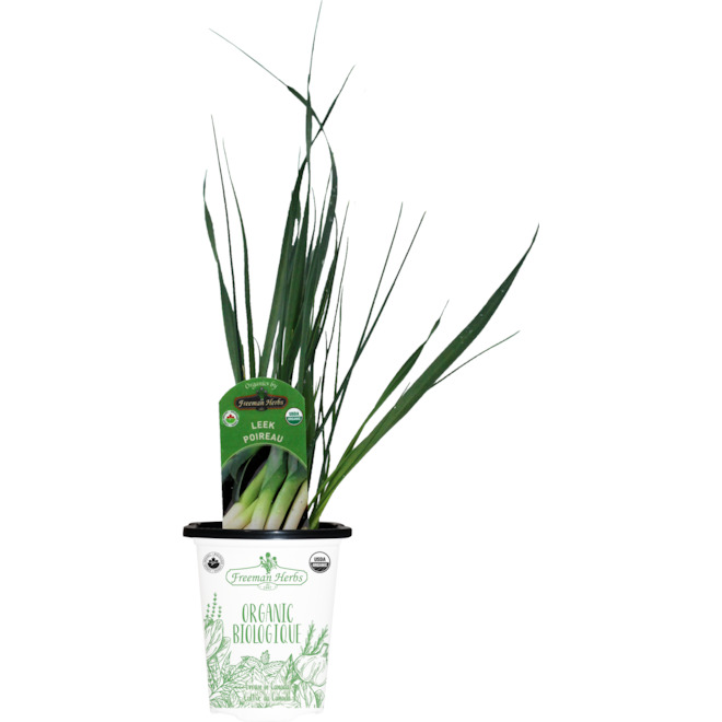 Freeman Herbs Organic Leek Plant - 4-in Pot