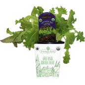 Freeman Herbs Organic Lettuce Mix Plant - 4-in Pot