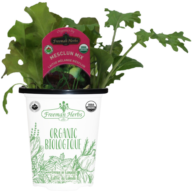 Plant de mélange mesclun biologique Freeman Herbs, pot de 4 po