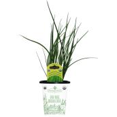 Freeman Herbs Organic Green Onions Plant - 4-in Pot