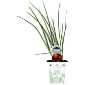 Freeman Herbs Organic Spanish Onions Plant - 4-in Pot