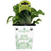 Freeman Herbs Organic Pak Choi Plant - 4-in Pot