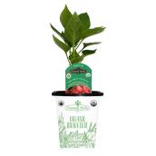 Freeman Herbs Organic Pepper Plant - 4-in Pot