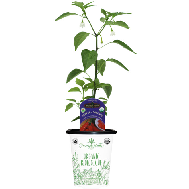 Freeman Herbs Organic Cayenne Peppers Plant - 4-in Pot