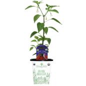 Freeman Herbs Organic Cayenne Peppers Plant - 4-in Pot