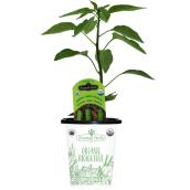 Freeman Herbs Organic Sweet Shishito Peppers Plant - 4-in Pot