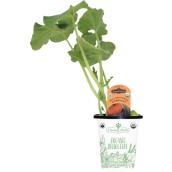 Freeman Herbs Organic Pumpkin Plant - 4-in Pot