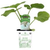 Freeman Herbs Organic White Pumpkin Plant - 4-in Pot