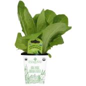 Freeman Herbs Organic Roman Lettuce Plant - 4-in Pot