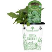 Freeman Herbs Organic Spinach Plant - 4-in Pot