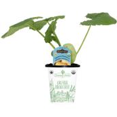 Freeman Herbs Organic Spaghetti Squash Plant - 4-in Pot