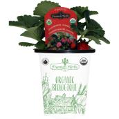 Freeman Herbs Organic Strawberries Plant - 4-in Pot