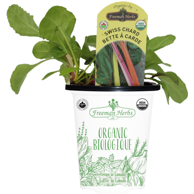 Freeman Herbs Organic Swiss Chard Plant - 4-in Pot