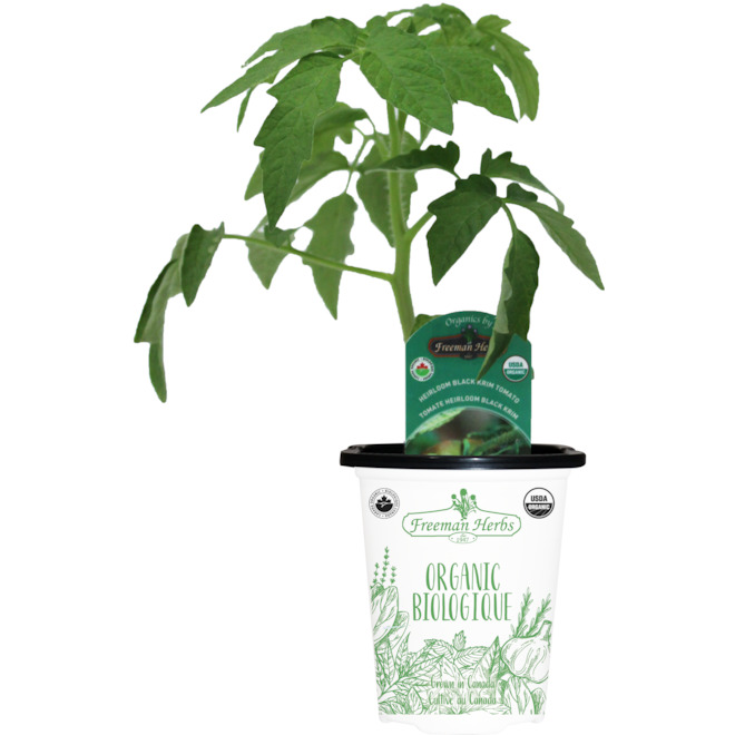 Freeman Herbs Organic Krim Tomato Plant - 4-in Pot