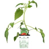 Freeman Herbs Organic Brandywine Tomato Plant - 4-in Pot