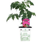 Freeman Herbs Organic Cherry Tomato Plant - 4-in Pot