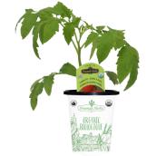 Freeman Herbs Organic Early Girl Tomato Plant - 4-in Pot